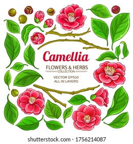 camellia plant elements set on white background