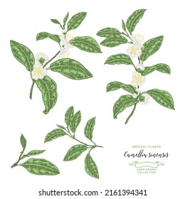 Camellia sinensis plant. Collection of tea branches with flowers and leaves. Vector botanical illustration. Colorful vitage style. 