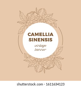 Camellia Sinensis Vintage Banner. Cosmetic, Perfumery And Medical Plant. Vector Hand Drawn Illustration.