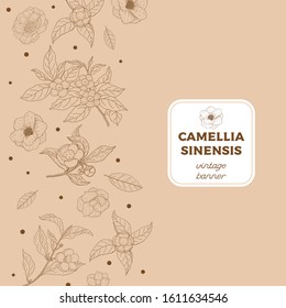 Camellia Sinensis Vintage Banner. Cosmetic, Perfumery And Medical Plant. Vector Hand Drawn Illustration.