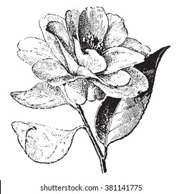 Camellia, vintage engraved illustration. Dictionary of words and things - Larive and Fleury - 1895. 