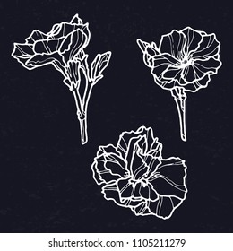 Camellias vector illustration white on black background. Set of hand drawn camellias. Camelia outline vector. Vector illustration of flower Camellia on black background. 