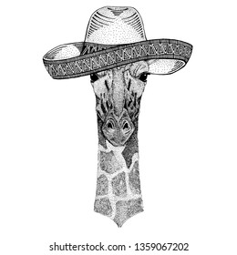Camelopard, giraffe wearing traditional mexican hat. Classic headdress, fiesta, party