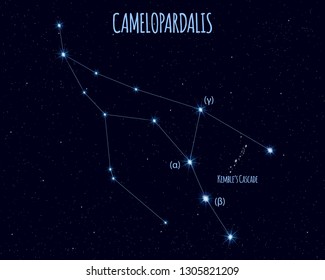 Camelopardalis (The Giraffe) constellation, vector illustration with the names of basic stars against the starry sky
