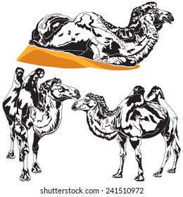 Camels