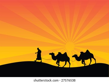camels