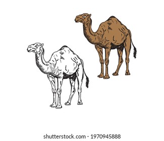 Camels, Animal Vector Graphics Design and Sketch