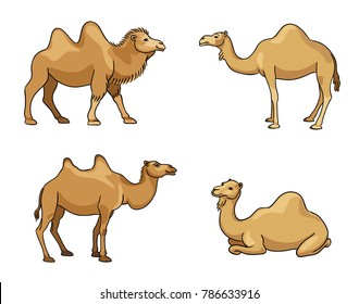 Camels in cartoon style - vector illustration. EPS8