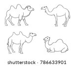 Camels in contours - vector illustration. EPS8