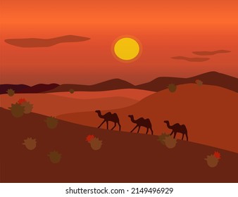 camels in the desert and sunset