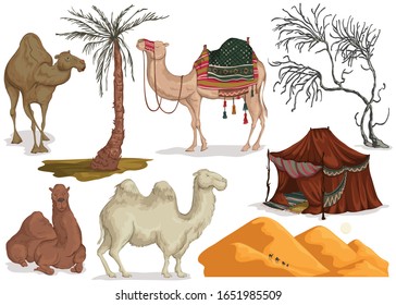 Camels in different poses, sand dune of desert, nomad tent, dried and palm tree. Collection scenery design elements. Isolated objects on white background. Vector illustration