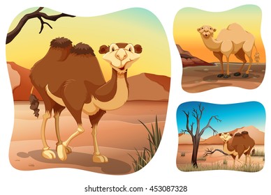 Camels in the dry desert illustration