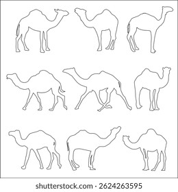 Camels have thick lips, allowing them to eat thorny desert plants.