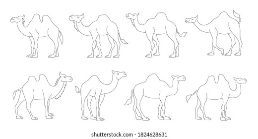 camels line on white background