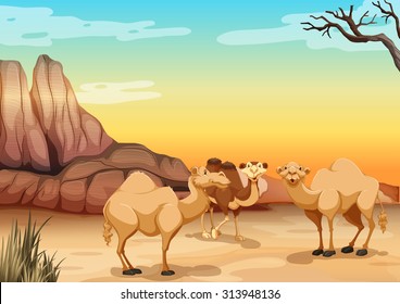 Camels living in the desert illustration