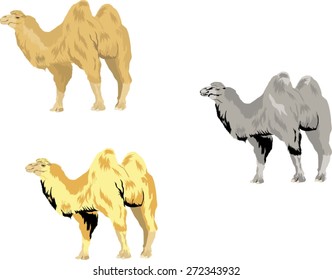 Camels set
