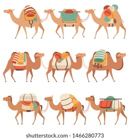 Camels Set, Desert Animals Walking with Heavy Load, Side View Vector Illustration