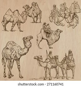 CAMELS (set no.2) - Collection of an hand drawn vector illustrations. Each drawing comprise a few layers of lines, the colored background is isolated. Easy editable.