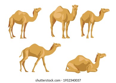 Montaje de ilustraciones de camellos de lado. Colección de dibujos animados de animales salvajes con humps, caravana de dromedarios en el desierto aislada en fondo blanco. África, concepto de turismo para carteles, volantes o postales