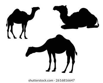 Camels Silhouettes isolated on white background. Vector illustration.