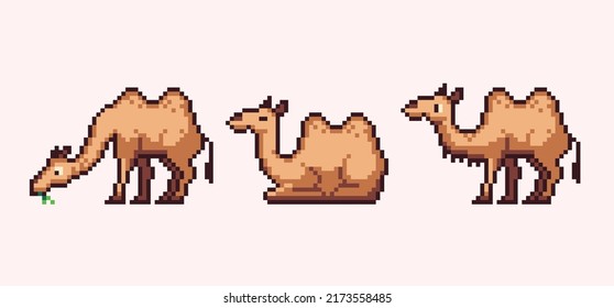 Camels sitting, standing, sleeping poses pixel art set. Desert caravan animal collection. 8 bit sprite. Game development, mobile app.  Isolated vector illustration.