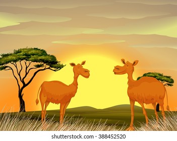 Camels standing in the field at sunset illustration