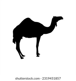 Camels are two species of even-toed hoofed animals from the genus Camelus that live in the dry and desert regions of Asia and North Africa. The average life expectancy of a camel is between 30 and 50 