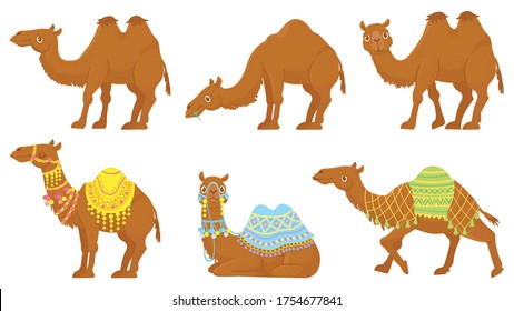 Camels. Wild and domesticated desert caravan animals with saddle. Camel with decorated seat for ride. Isolated on white background cartoon arabian dromedary characters set vector illustration.