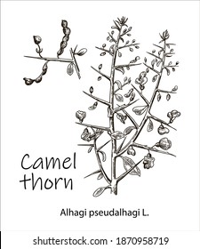 Camelthorn Alhagi maurorum , or camelthorn-bush, Caspian manna, Persian mannaplant. Hand drawn botanical vector illustration