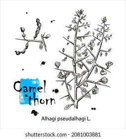 Camelthorn Alhagi maurorum , or camelthorn-bush, Caspian manna, Persian mannaplant. Hand drawn botanical vector illustration