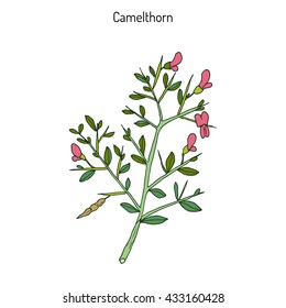 Camelthorn (Alhagi maurorum), or camelthorn-bush, Caspian manna, Persian mannaplant. Hand drawn botanical vector illustration