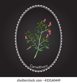 Camelthorn (Alhagi maurorum), or camelthorn-bush, Caspian manna, Persian mannaplant. Hand drawn botanical vector illustration