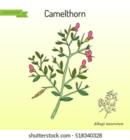 Camelthorn (Alhagi maurorum), or camelthorn-bush, Caspian manna, Persian mannaplant. Hand drawn botanical vector illustration
