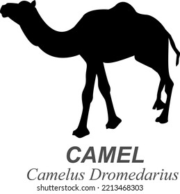 ( Camelus Dromedarius ) silhouette - Camels live in deserts which have a temperature range that kills the majority of living things. In addition, they can afford not to eat or drink for several da