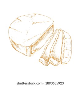 Camembert cheese isolated on white background. Dairy products. Vintage style design. Template for postcard, banner, poster, web design, menu. Hand Drawn vector illustration.