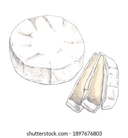 Camembert cheese isolated on white background. Dairy products. Vintage style design. Template for postcard, banner, poster, web design, menu. Hand Drawn vector illustration.