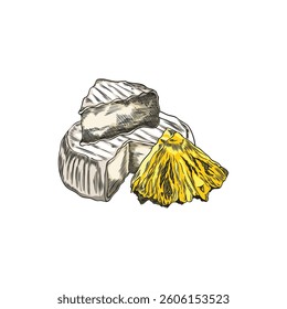 Camembert cheese with pineapple vector sketch. Round shape soft cheese and fruit pieces. Milk food production. Hand drawn color illustration of healthy snack, menu decoration isolated