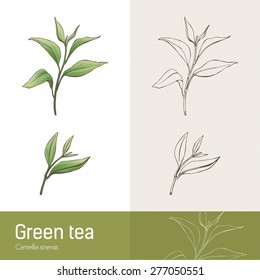 Cammelia Sinensis Plant Botanical Drawing, Green Tea Production