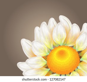 camomile