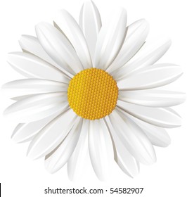 Camomile.  All elements and textures are individual objects. Vector illustration scale to any size.