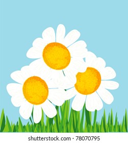 Camomile blue background, vector illustration