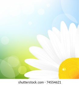 Camomile And Blue Sky, Vector Illustration