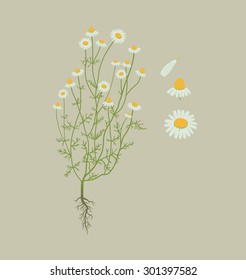 Camomile, Chamomile Plant With Root