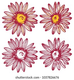 Camomile Daisy Flower Set Ink Outline Sketch Hand Drawn Illustration Line Art Isolated 