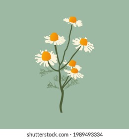  Camomile Decorative Design element for packaging, Invitation cards decoration, wrapping, textiles, paper, fashion, fabric.