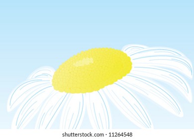 camomile flower