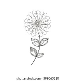 camomile flower decoration line vector illustration eps 10