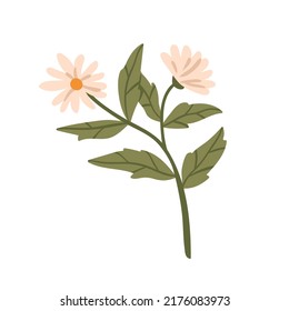 Camomile flower, floral blooming herbaceous plant. Wild field chamomile. Healing medicinal herb, wildflower with leaf and florescence. Botanical flat vector illustration isolated on white background
