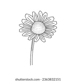 Camomile flower floral doodle hand drawn vector illustration isolated on white background