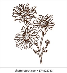 Camomile Flower Isolated On White. Hand Drawn Sketch. Eps 10 Vector Illustration.